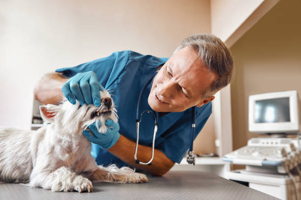 Best Dental Abscess Treatment in Cottonwood, MN